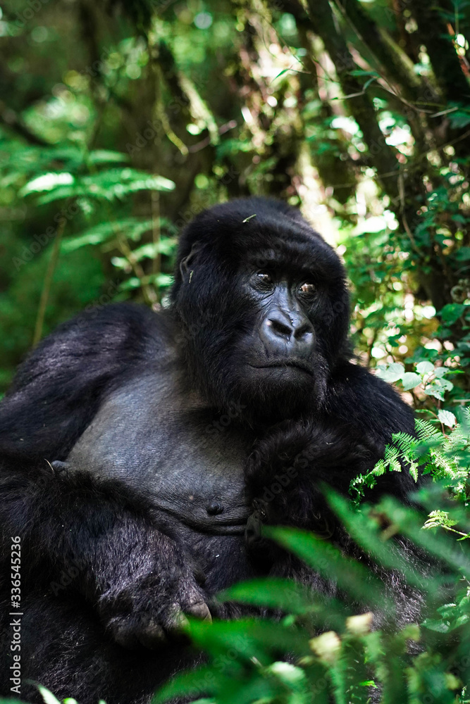 Female Gorilla in Volcanoes National Park Rwanda Female Gorilla in Volcanoes National Park Rwanda
