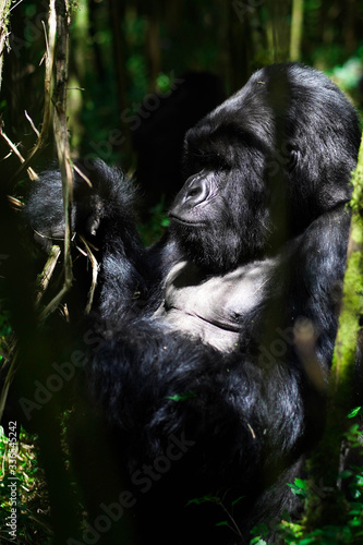 Silverback Gorilla in Volcanoes National Park
