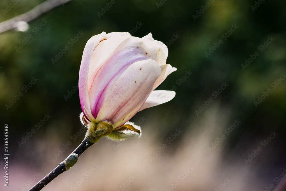 pink and white magnolia flower in bloom pink and white magnolia flower in bloom