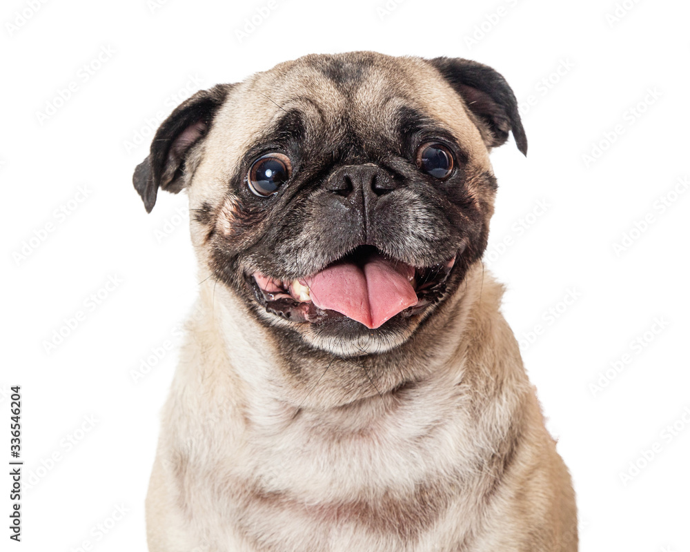Calm happy Pug tongue out isolated