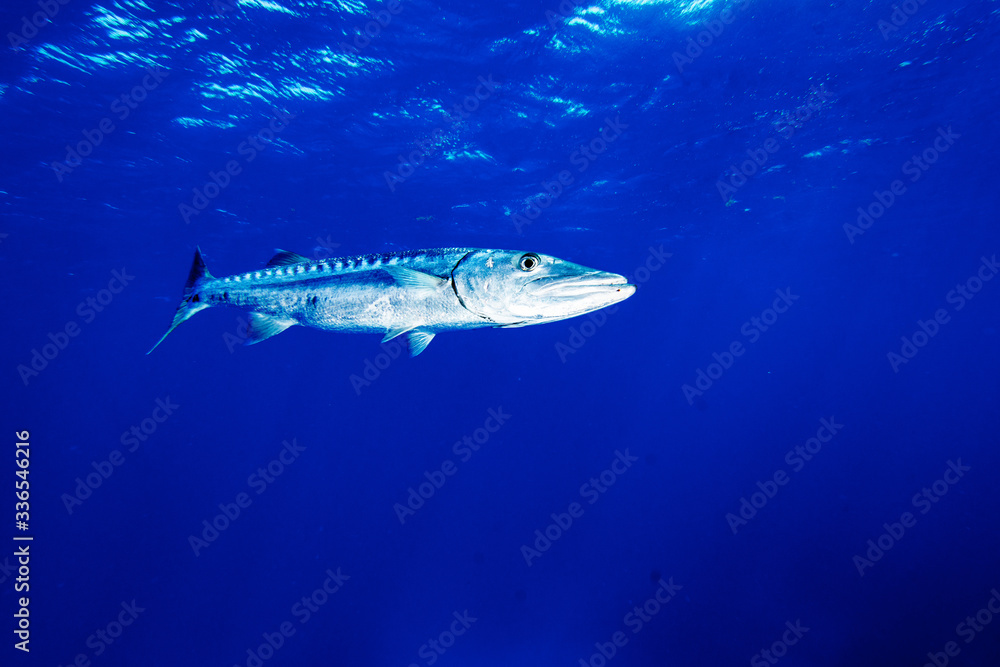 Fototapeta premium Barracuda