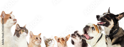Cats and Dogs on Opposite Sides of Web Banner