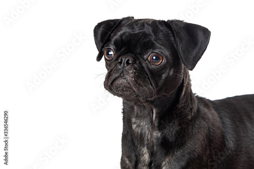 Closeup black pug dog isolated