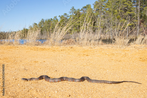 Fotografija Northern watersnake basking on a road in the pine barrens - Nerodia sipedon