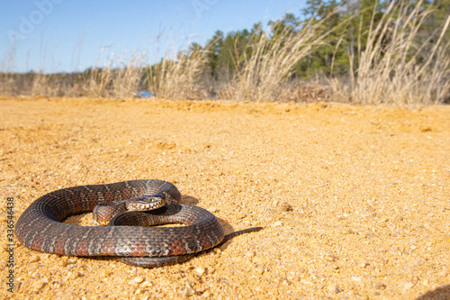 Fotografija Northern watersnake basking on a road in the pine barrens - Nerodia sipedon