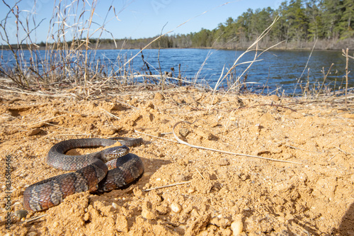 Northern watersnake basking next to a pond in the pine barrens - Nerodia sipedon