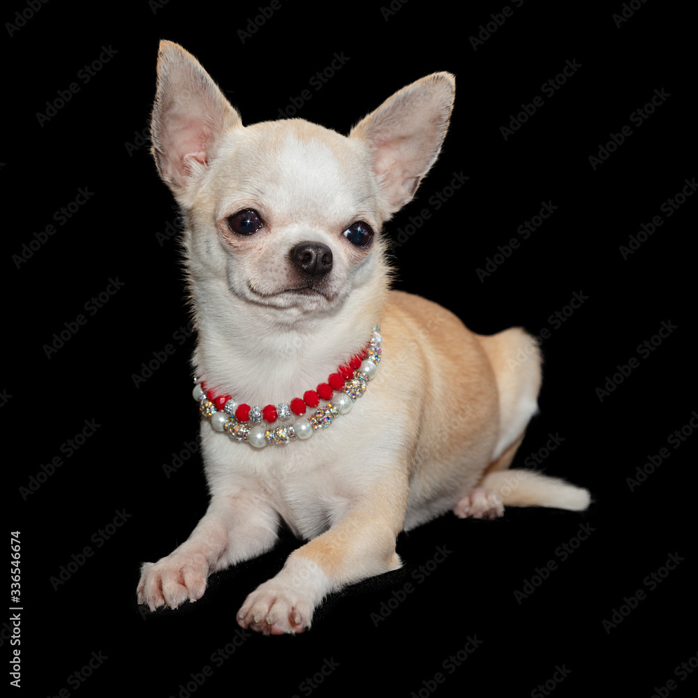 Spoiled Chihuahua dog laying down wearing necklaces
