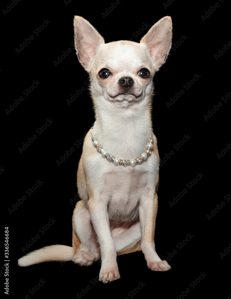 Spoiled Chihuahua Dog Wearing Fancy Necklace Spoiled Chihuahua Dog Wearing Fancy Necklace