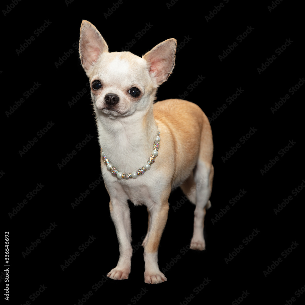 Spoiled Chihuahua wearing necklace