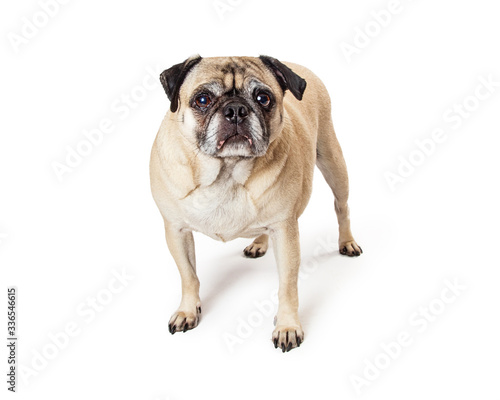 Sad pug dog standing isolated