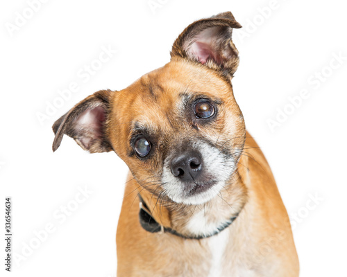 Small blind mixed breed dog with cataracts isolated