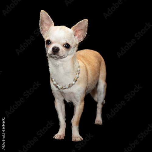 Spoiled Chihuahua wearing necklace © adogslifephoto
