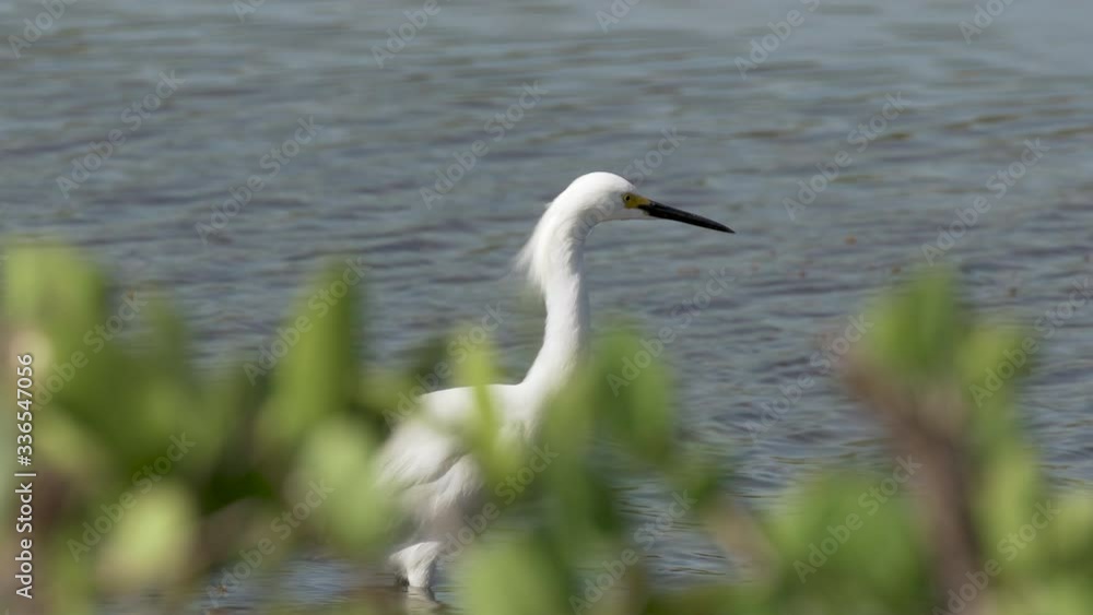 Snowy egret in the fast moving waters in the Merritt Island Florida Snowy egret in the fast moving waters in the Merritt Island Florida