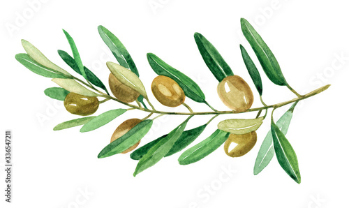 Olive branch illustration isolated on white background