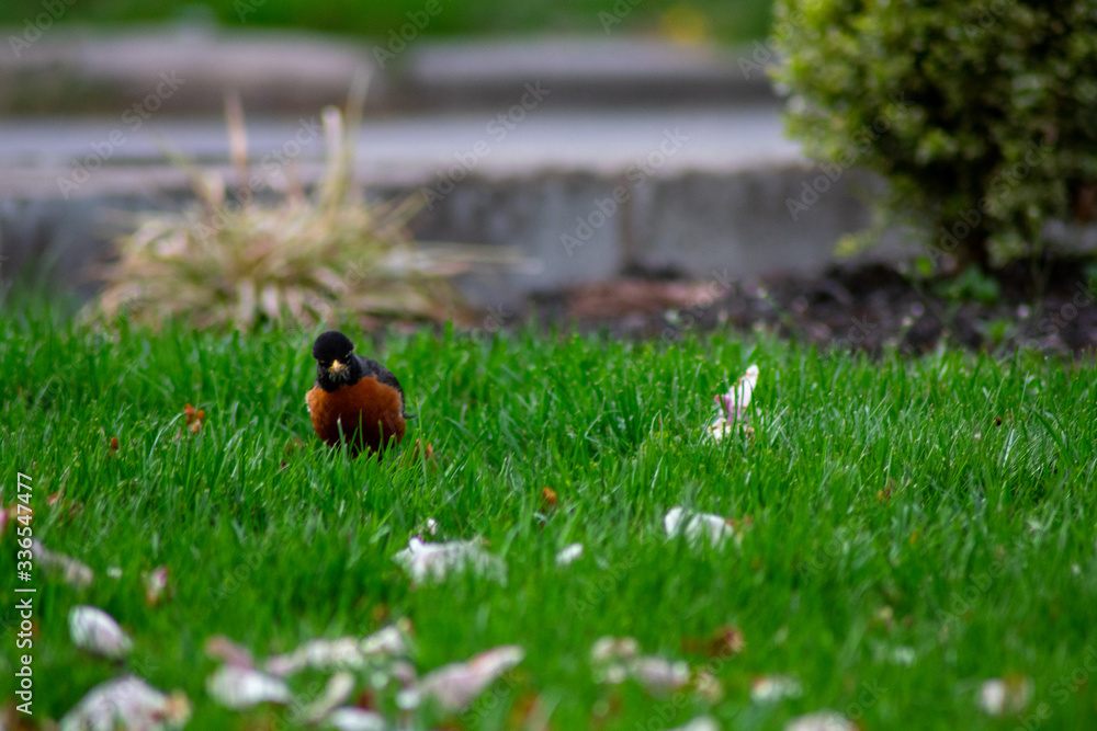 An American Robin on a Front Lawn