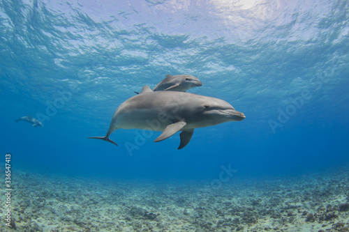 dolphin underwater photo