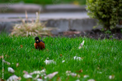 An American Robin on a Front Lawn