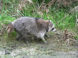 Raccoon dog (Nyctereutes procyonoides) captured in Belarus