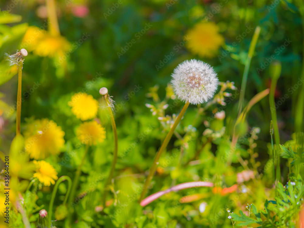 Dandelion fluf_06