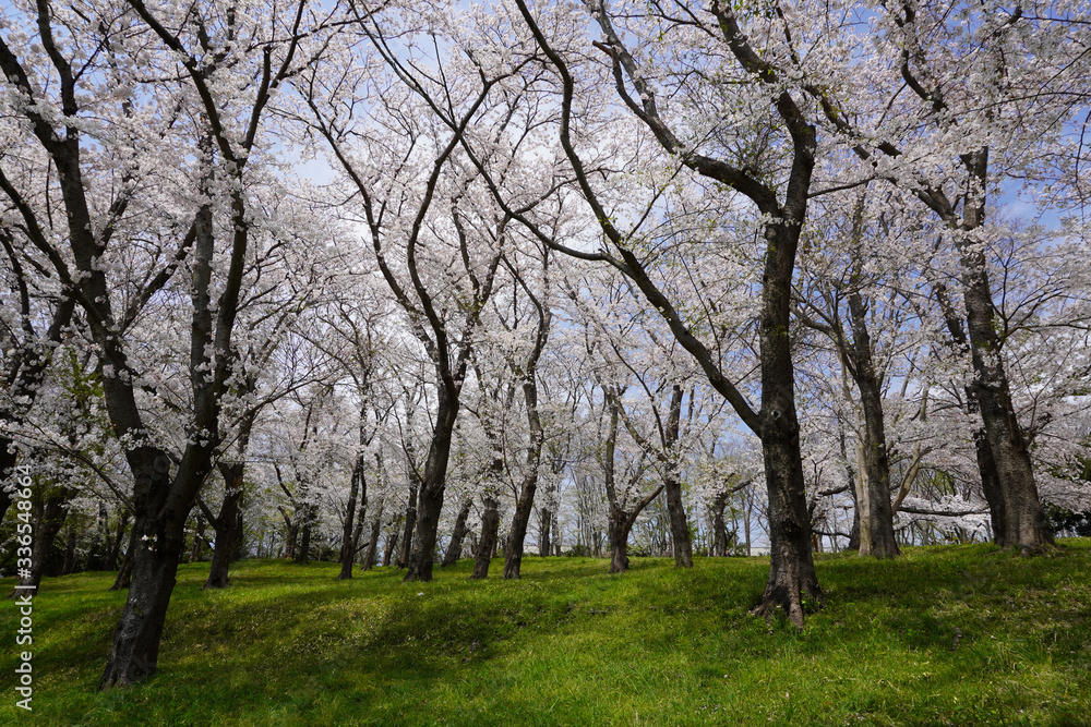 根岸森林公園