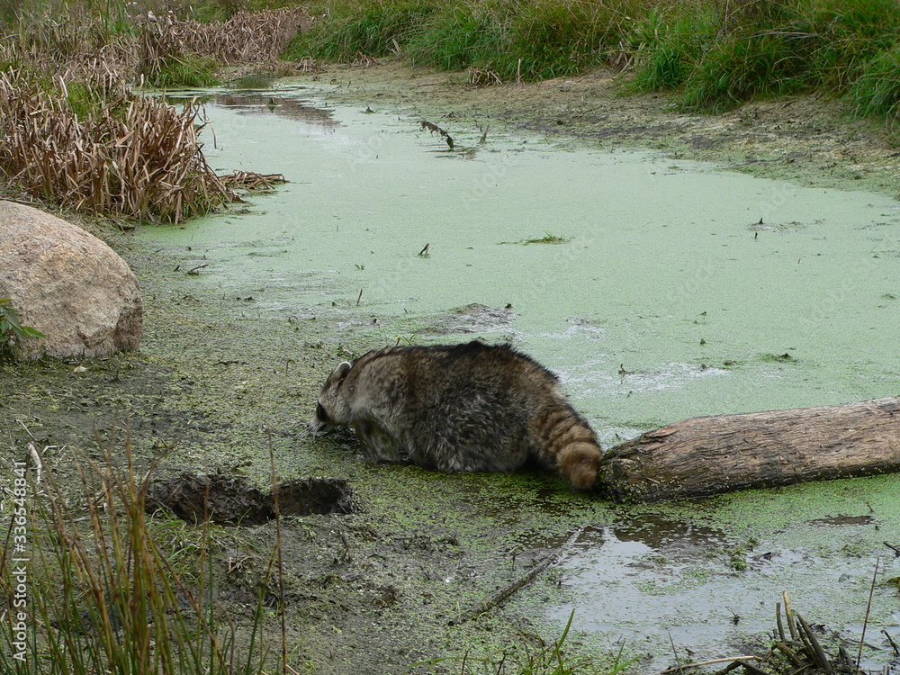 Fototapeta premium Raccoon dog (Nyctereutes procyonoides) captured in Belarus