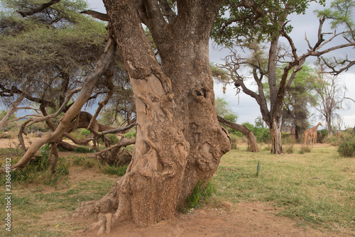 Samburu game reserve in Kenya, Africa.