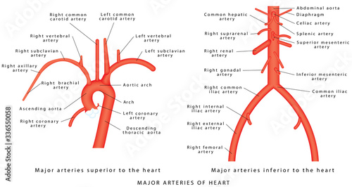 The major arteries. Abdominal Vascular Anatomy. Abdominal Vasculature. Structure of the Aorta. The Aorta and its branches. Major arteries superior to the heart. Major arteries inferior to the heart photo