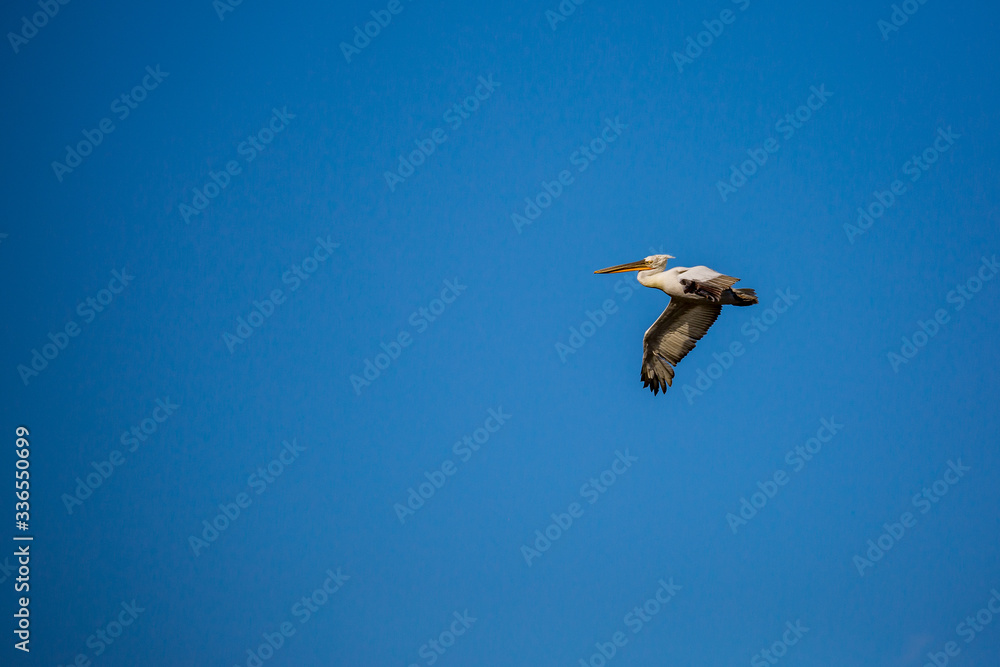 Fototapeta premium Amazingly beautiful big Dalmatian single pelican flying with big span of wings. Clear winter blue sky over Porto Lagos, Northern Greece. Picturesque frozen moment of Nature