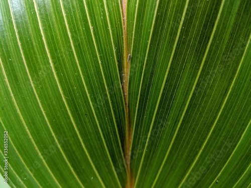 Close-up view of green palm leaf, tropical plant