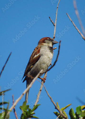 red backed shrike