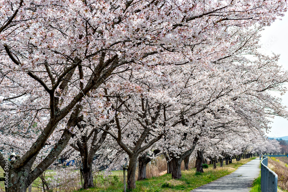View of full blooming of cherry blossom along Muko river in Sanda city, Hyogo, Japan View of full blooming of cherry blossom along Muko river in Sanda city, Hyogo, Japan