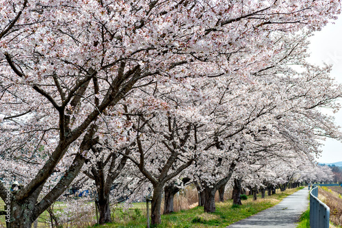 View of full blooming of cherry blossom along Muko river in Sanda city  Hyogo  Japan