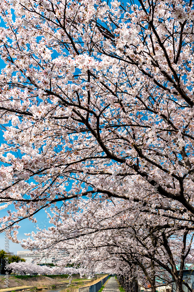 View of full blooming of cherry blossom along Muko river in Sanda city, Hyogo, Japan View of full blooming of cherry blossom along Muko river in Sanda city, Hyogo, Japan