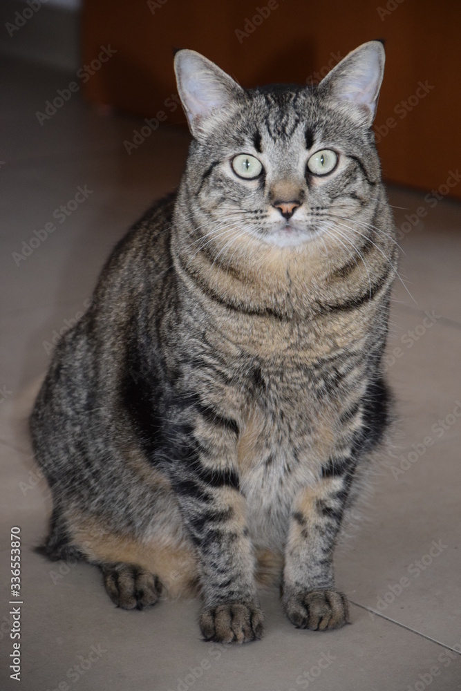 Gatto soriano Gatto soriano