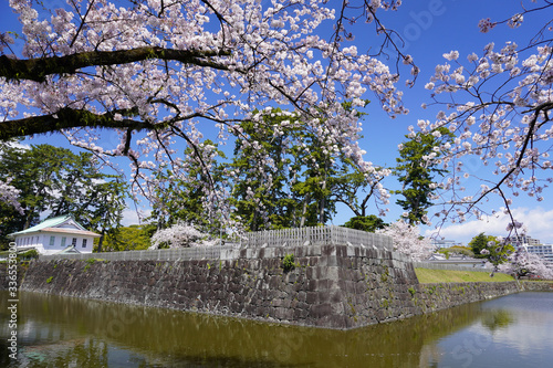 小田原城址公園 