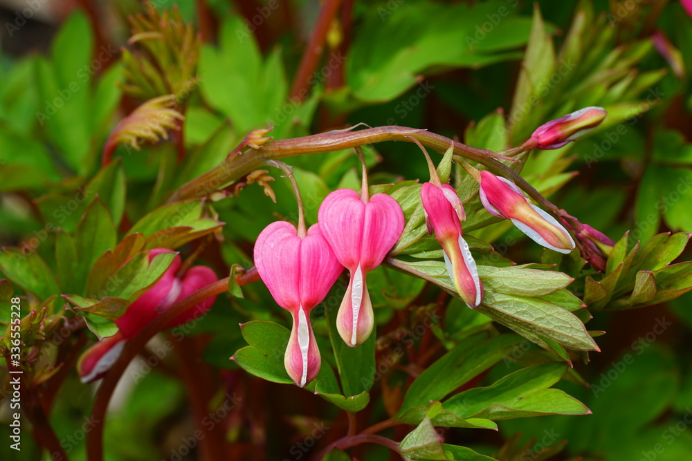 Heart-shaped pink and white flowers of dicentra spectabilis bleeding heart Heart-shaped pink and white flowers of dicentra spectabilis bleeding heart