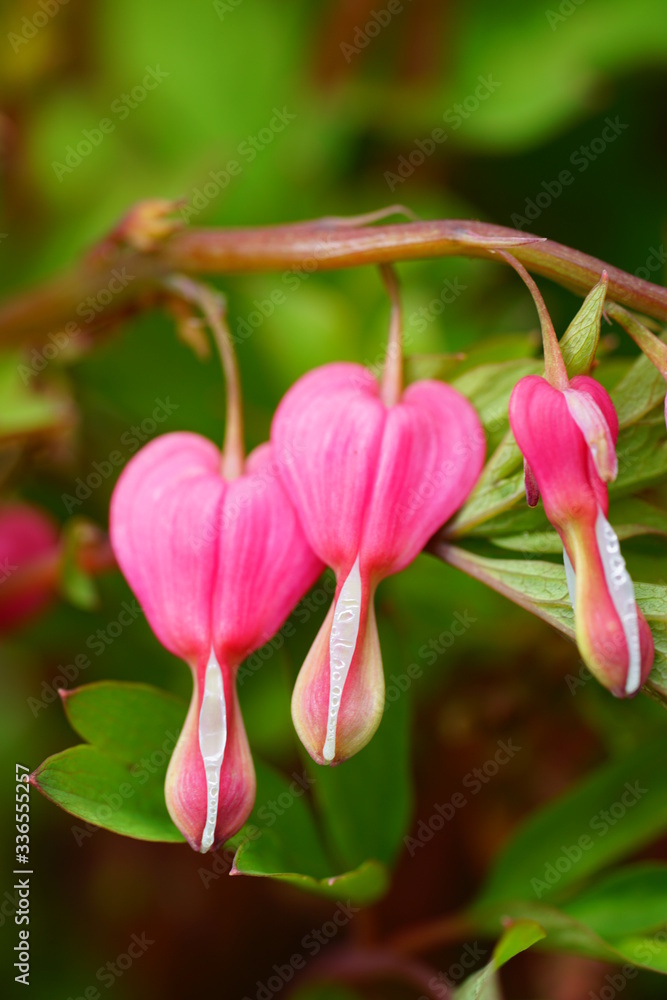 Heart-shaped pink and white flowers of dicentra spectabilis bleeding heart Heart-shaped pink and white flowers of dicentra spectabilis bleeding heart