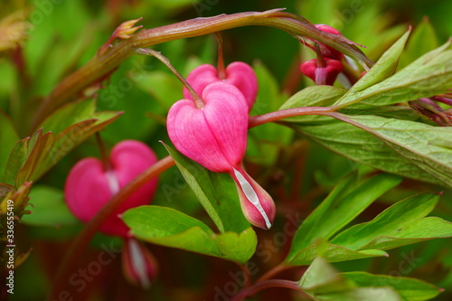 Heart-shaped pink and white flowers of dicentra spectabilis bleeding heart
