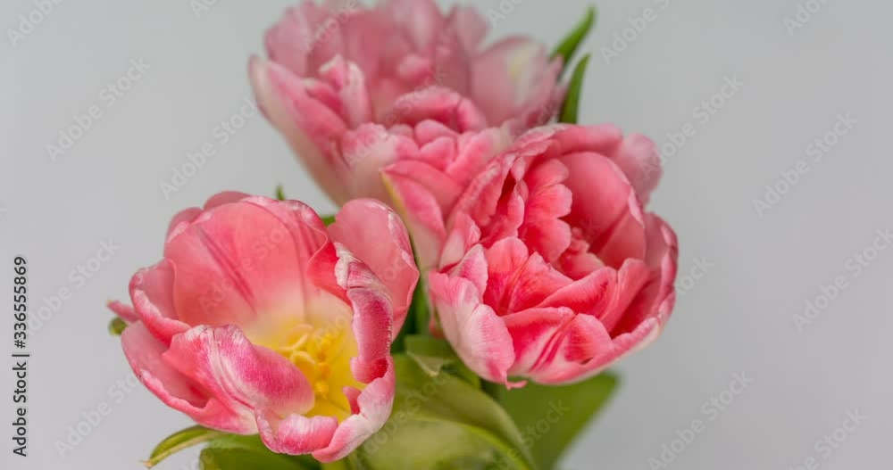 Timelapse of pink tulips flower blooming on white background. Timelapse of pink tulips flower blooming on white background.