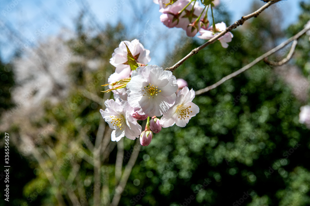 満開の松前早咲桜