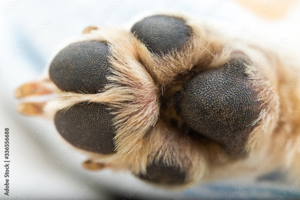 犬のパーツ 足 犬のパーツ 足