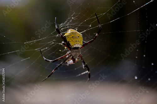 Yellow spider on the web