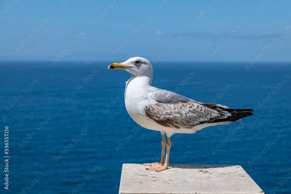 Portrait of an isolated seagull along the Amalfi coast (Sorrento, Campania, Italy). Portrait of an isolated seagull along the Amalfi coast (Sorrento, Campania, Italy).