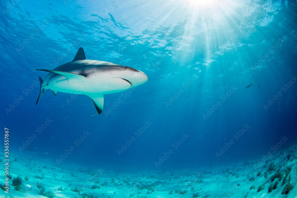 Fototapeta premium Tubarões
