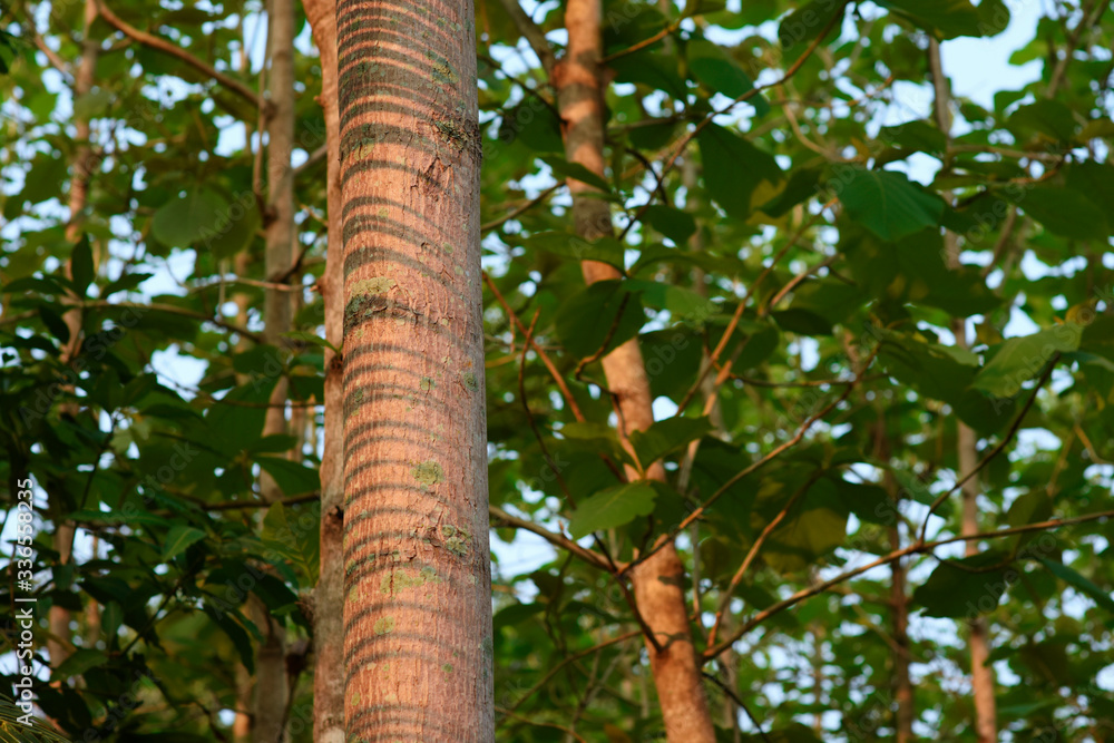 Fototapeta premium partial of tree trunk in the nature.