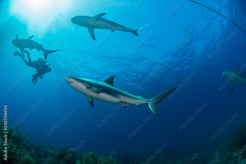 Obraz premium Tubarões
