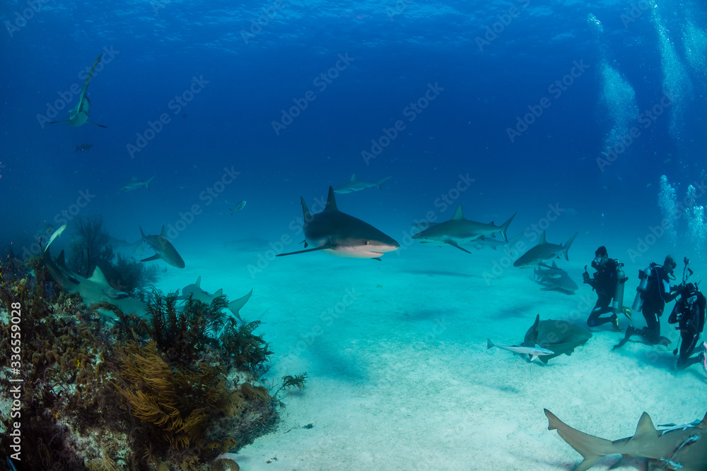 Fototapeta premium Tubarões