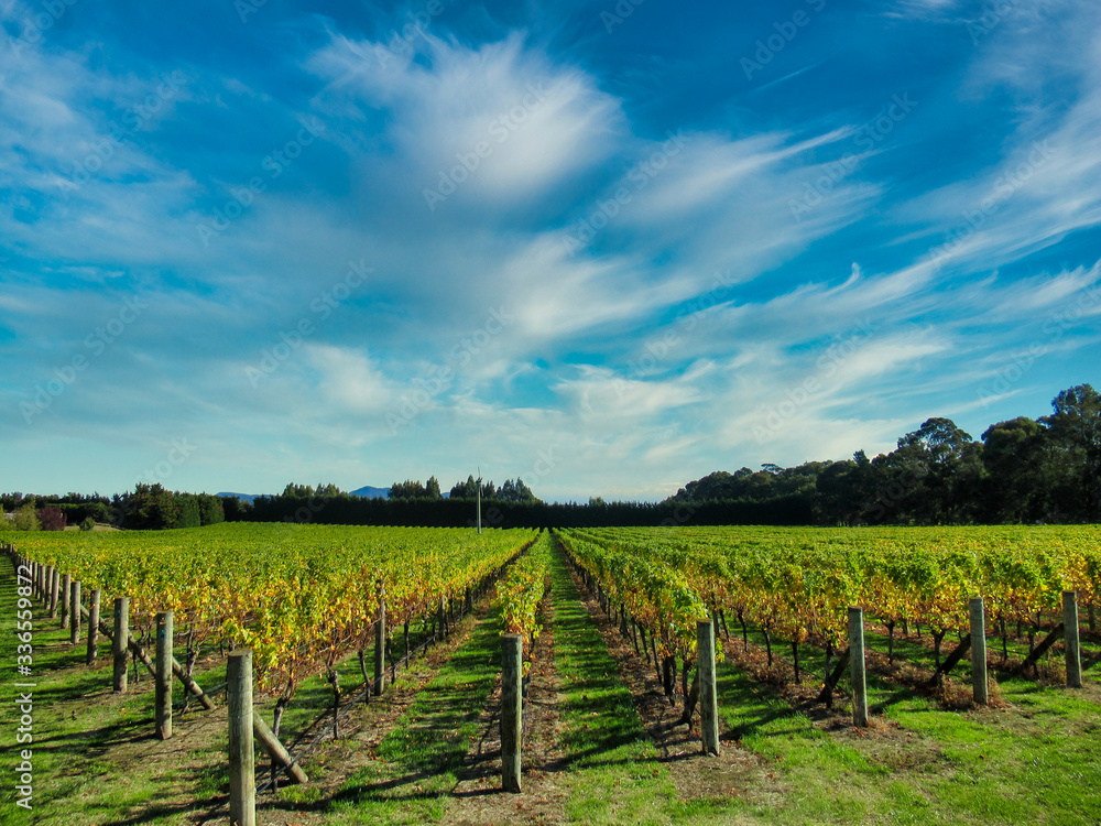 Rows of grape vines laden with fruit ready for harvest on a hot sunny day