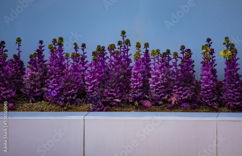 Planter box full of pretty, flowering purple cabbage plants. photo