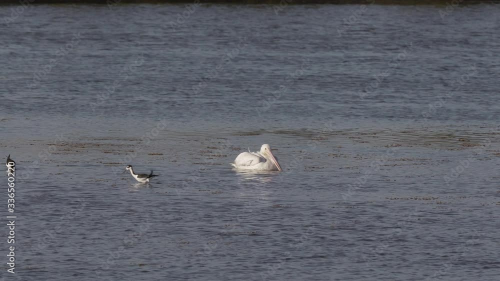 White pelican bird and black-necked stilts in marsh of Merritt Island Florida